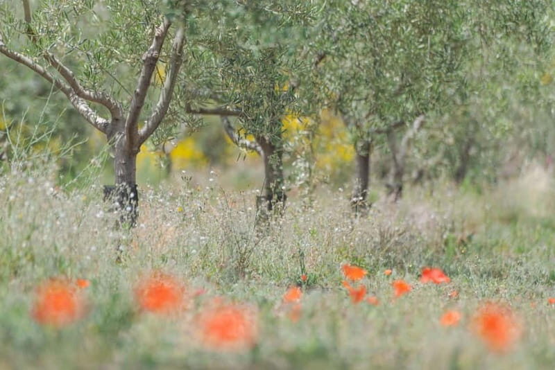 Olive Oil Tasting Experience in Nicolosi - Good To Know