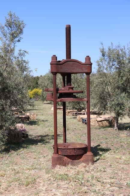 Olive Oil Tasting Experience in Nicolosi - Authentic Experiences and What You’ll Love