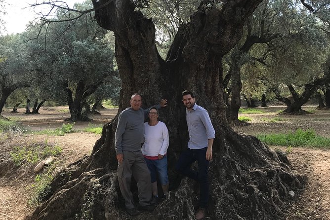 Olive Oil Tour and Visit to Belchite Old Town - Exploring Olive Oil Production
