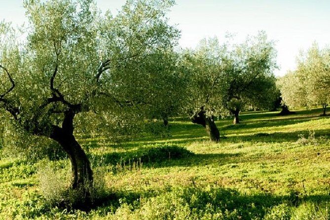 Olive Oil Tour close to Nafplio - Exploring the Olive Oil Tour: What to Expect