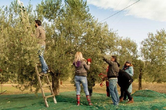 Olive Oil Tour close to Nafplio - Practical Details & Tips