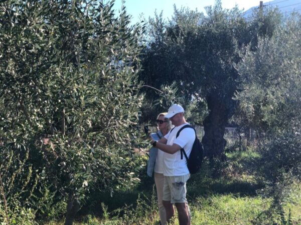 Olive Oil Tour & Tasting in Kalamata, Messinia, Greece - The Sum Up