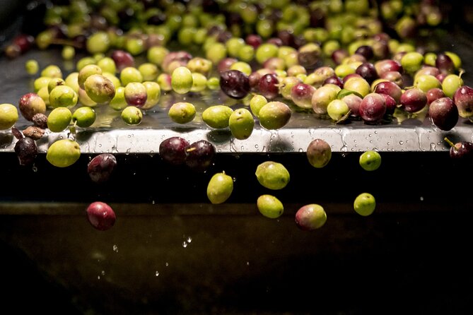 Olive Oil Tour Visit to the Oil Mill and Olive Oil Tasting - Tour Itinerary