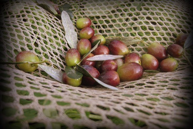 Olive Oil Tour With Tuscan Dinner - Experience Highlights