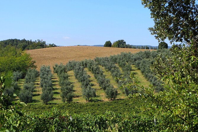 Olive Oil - Wine - Beer Private Tour (Price per Group of 6) - Additional Information
