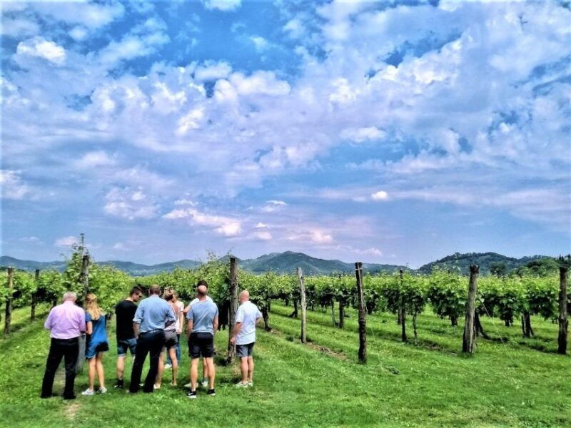 Olive Oil & Wine in the Euganean Hills From Terme - The Experience: A Step-by-Step Breakdown