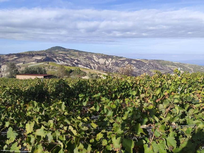 Olive Oil & Wine Trip Tasting With Pickup (7 Hours) - The Value of This Tour