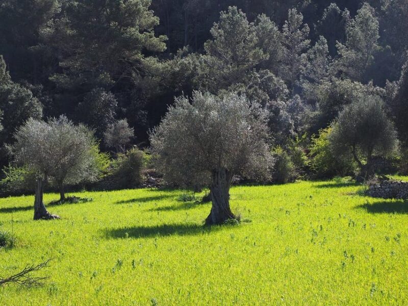 Olive Oil & Wine Trip Tasting With Pickup (7 Hours) - Who Should Consider This Tour