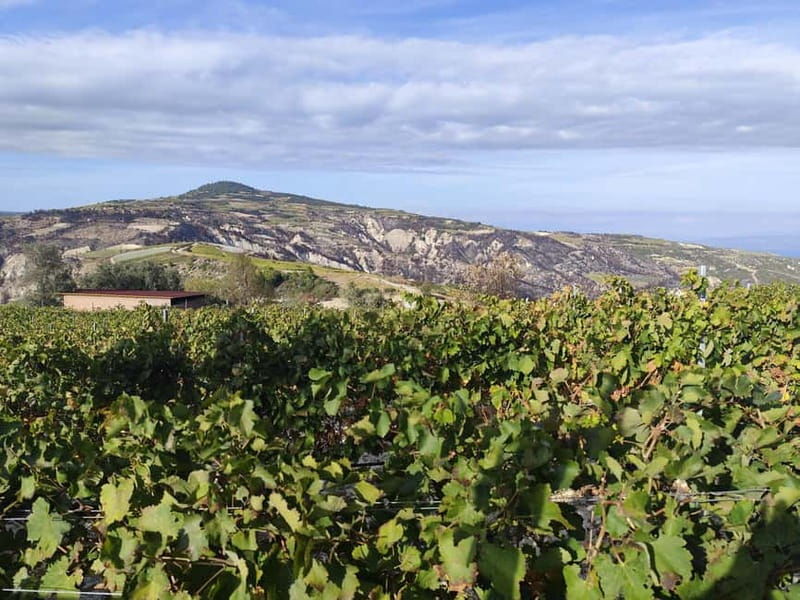 Olive Oil & Wine Trip Tasting With Pickup (7 Hours) - Who Would Love This Tour?
