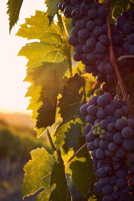 Olive Oil & Wine Trip Tasting With Pickup (7 Hours) - The Sum Up: Is This Tour Worth It?