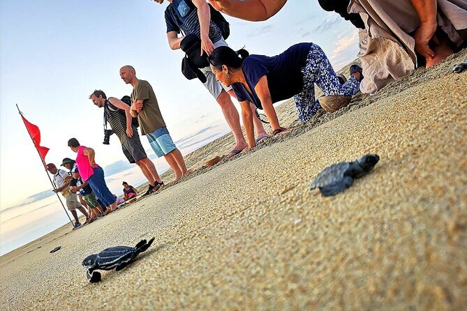 Olive Ridley Turtle Release Experience - Exploring the Details of the Tour