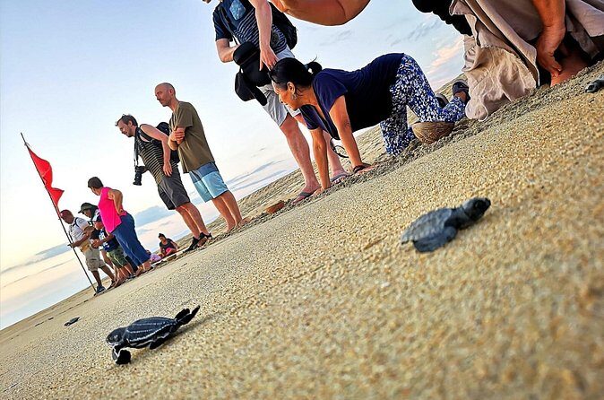 Olive Ridley Turtle Release Experience - The Sum Up: Is It Worth It?