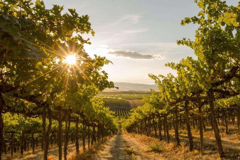 Oliver: Oliver Full Day Guided Wine Tour - A Scenic Journey through Canada’s Wine Capital