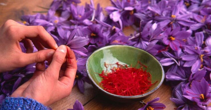 Olmedo: Guided Tour of Saffron Laboratory With Tasting - Language Options and Product ID