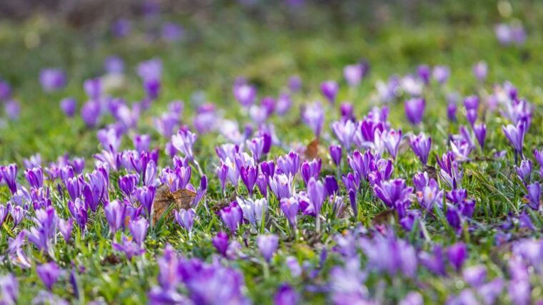 Olmedo: saffron workshop with shepherd and tasting - Frequently Asked Questions