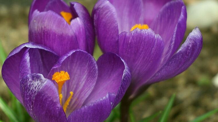 Olmedo: saffron workshop with shepherd and tasting - Final Thoughts
