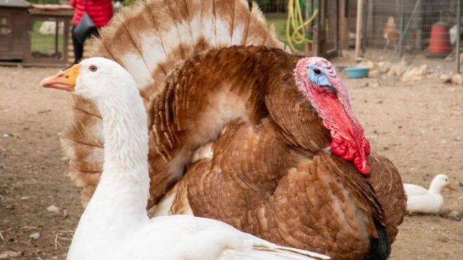 Olmedo: Visit to an Animal Shelter - Restrictions