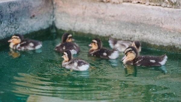 Olmedo: Visit to an Animal Shelter With Lunch or Dinner - Meeting Point Details