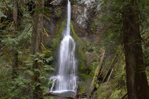 Olympic National Park: Half-Day Tour - Duration and Price