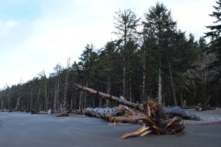Olympic National Park: Hoh Rain Forest and Rialto Beach Tour - Activity Details