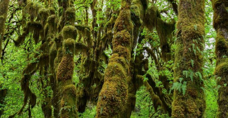 Olympic National Park: Hoh Rain Forest and Rialto Beach Tour - Experience Highlights