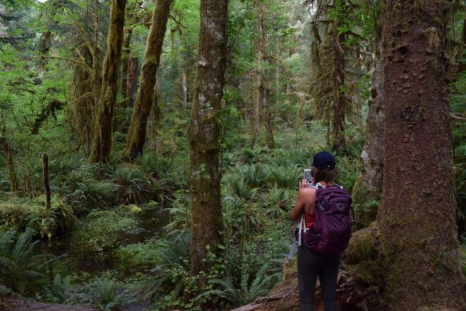 Olympic National Park: Hoh Rain Forest and Rialto Beach Tour - Reserving and Payment