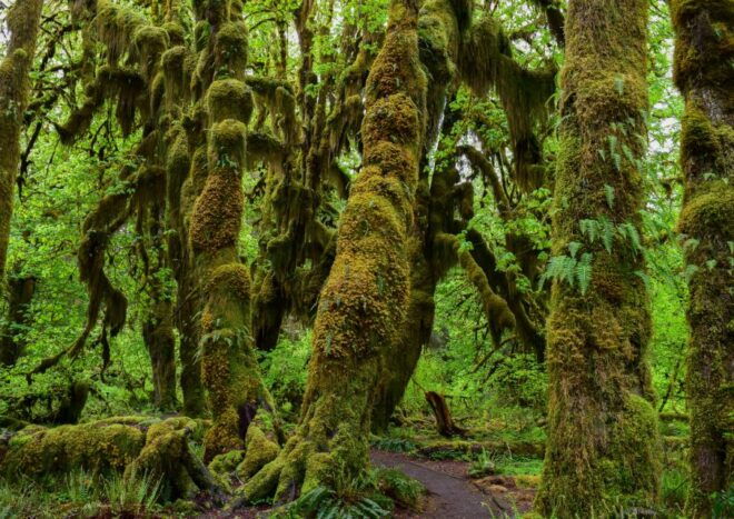Olympic National Park: Hoh Rain Forest and Rialto Beach Tour - Additional Suggestions or Recommendations
