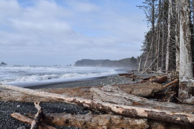 Olympic National Park: Hoh Rain Forest and Rialto Beach Tour - Customer Reviews