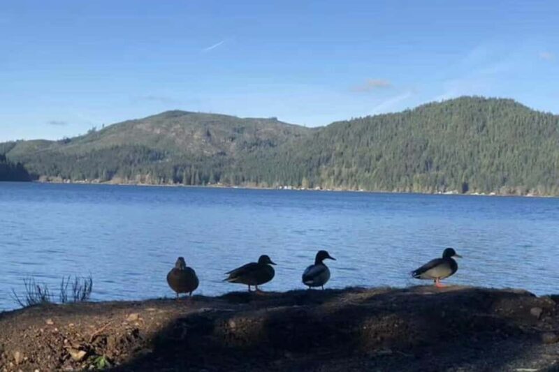 Olympic National Park Small Group Day Tour w/ State Ferries - Practical Details: Transportation, Timing, and Comfort