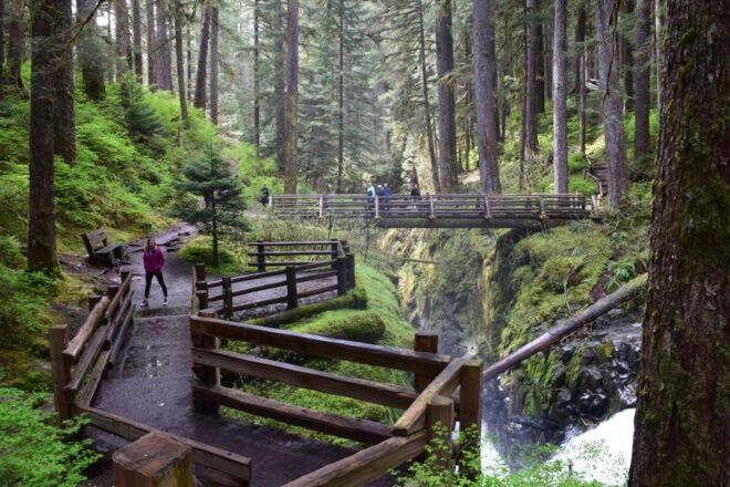 Olympic National Park: Sol Duc and Hurricane Ridge Tour - The Sum Up