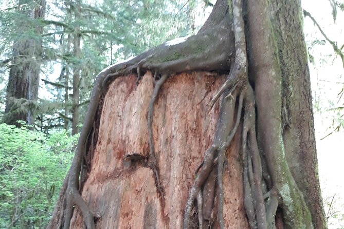 Olympic Peninsula and Forest Tour - Visit the Pacific Ocean
