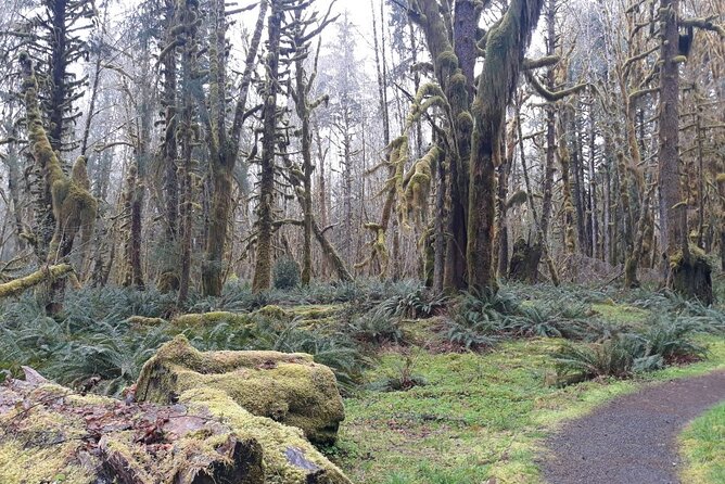 Olympic Peninsula and Forest Tour - Explore the Quinault Rain Forest