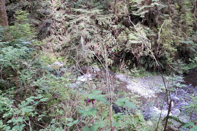 Olympic Peninsula and Forest Tour - The Sum Up
