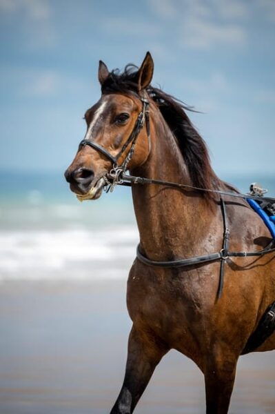 Omaha Beach: Sulky Baptism on the Beach - Questions You May Have