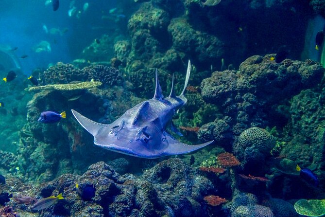 Oman Aquarium - Admission Ticket - The Sum Up