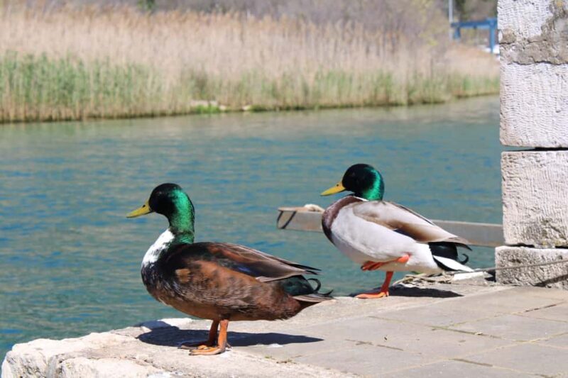 Ombla River Paddleboarding Tour in Dubrovnik with Snacks - Good To Know