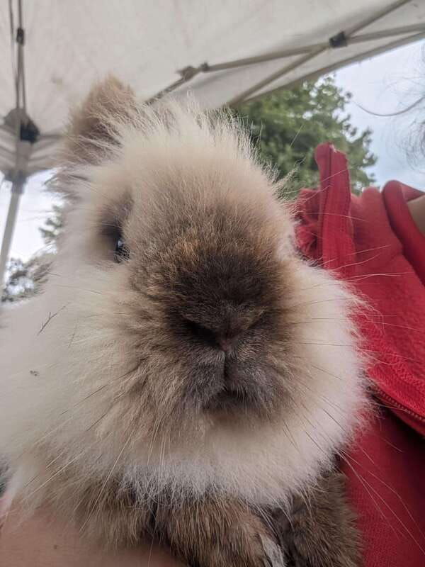 Omemee: A Playdate With a Pony - What to Expect from the "A Playdate With a Pony" Tour