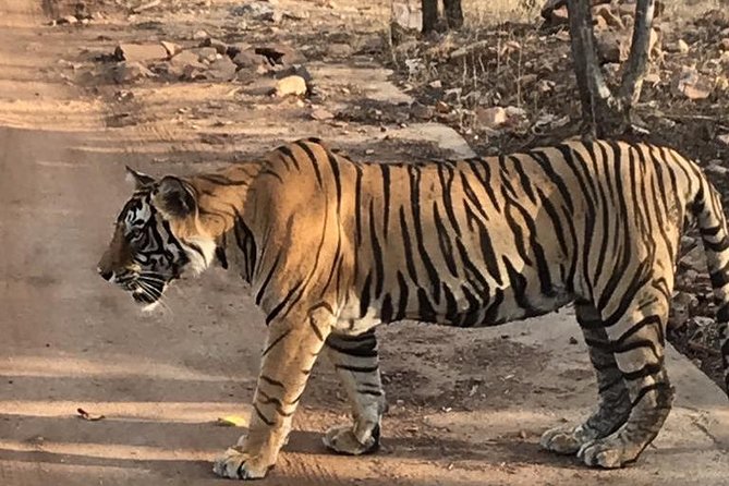 On the Tigers Trail: Delhi to Ranthambhore 1 Night Trip With 2 Jeep Safaris - Transportation Details