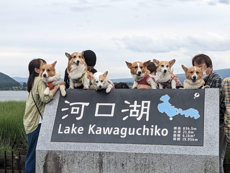 One Day 10hrs Mount Fuji Tour English Speaking Driver - Transportation and Guide Experience