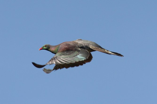One Day Birding Adventure - Pricing and Booking