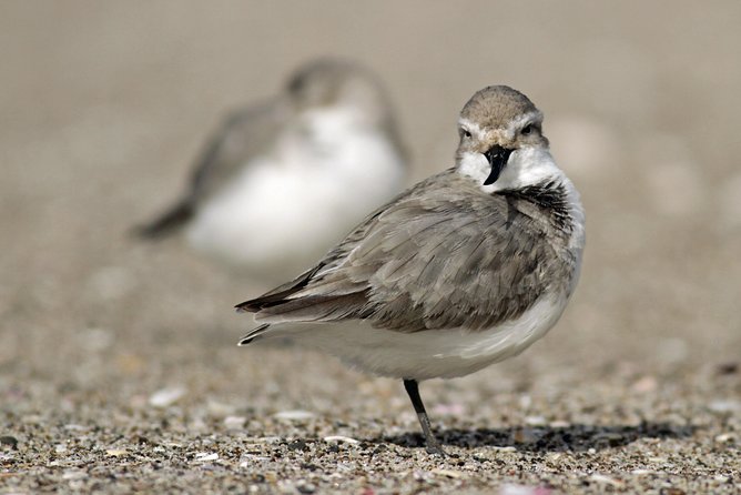 One Day Birding Adventure - Reviews