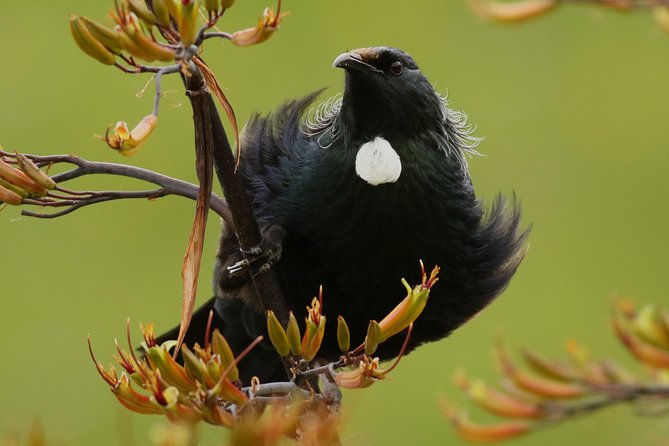 One Day Birding Adventure - Contact Information