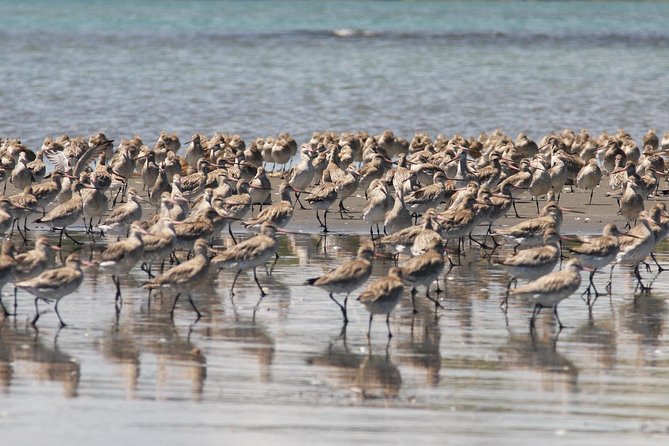 One Day Birding Adventure - Common Questions