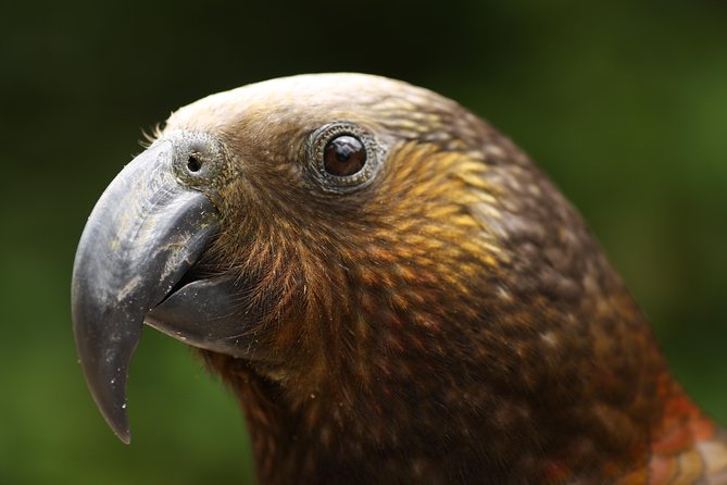 One Day Birding Adventure - The Sum Up
