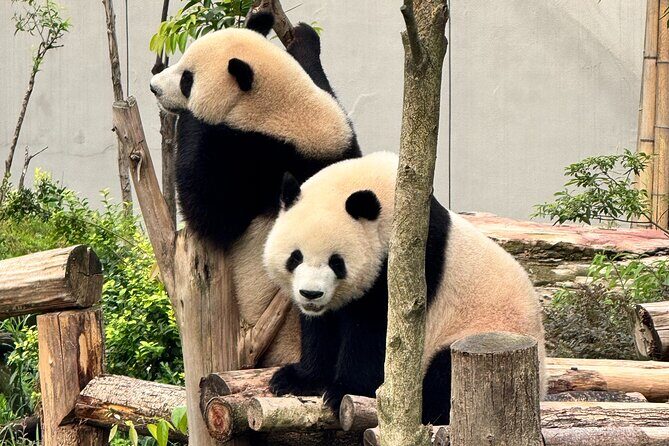 One Day Chengdu Itinerary Panda and Buddha Adventure - Authentic Experiences and Hidden Gems