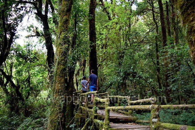 One day Doi Inthanon National Park & Trekking on Kew Mae Pan - Exploring Doi Inthanon National Park & Kew Mae Pan Trek: A Complete Guide