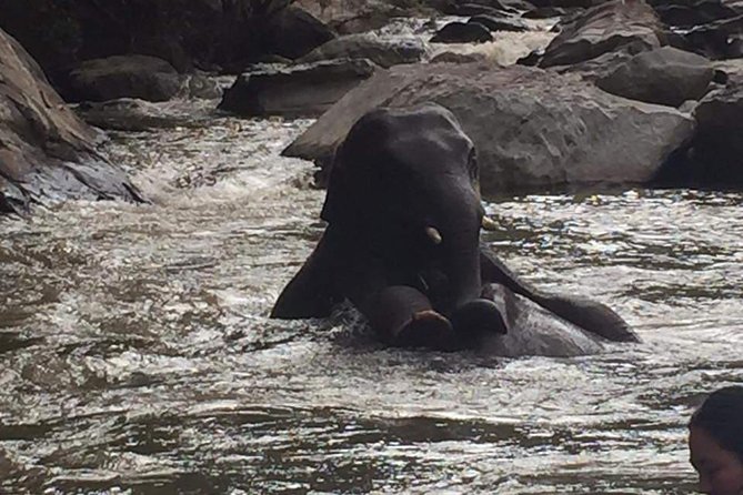 One Day Elephants in Nature Experience & Grand Canyon Jumping - Pricing and Booking