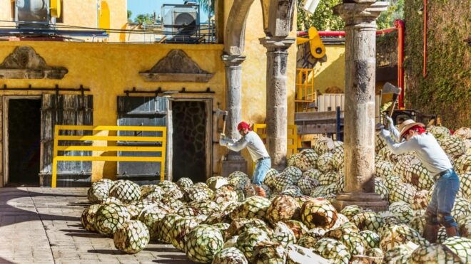 One Day Experience Tequila Distillery and a Local Brewery - Important Information