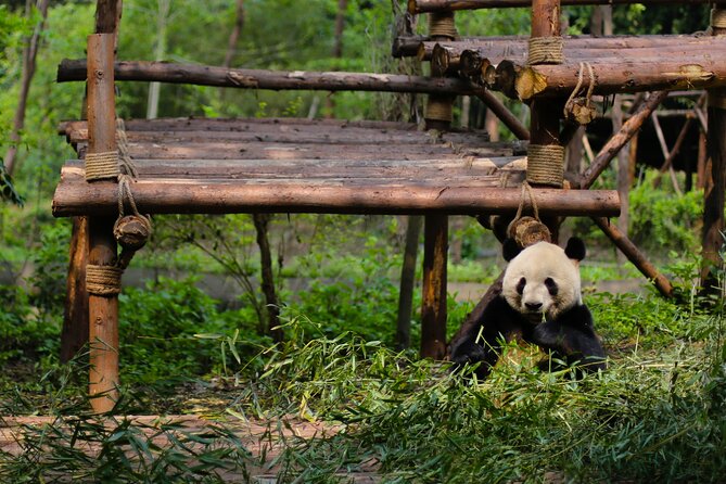 One Day Giant Panda Leisure Private Tour in Chengdu - Reviews and Ratings