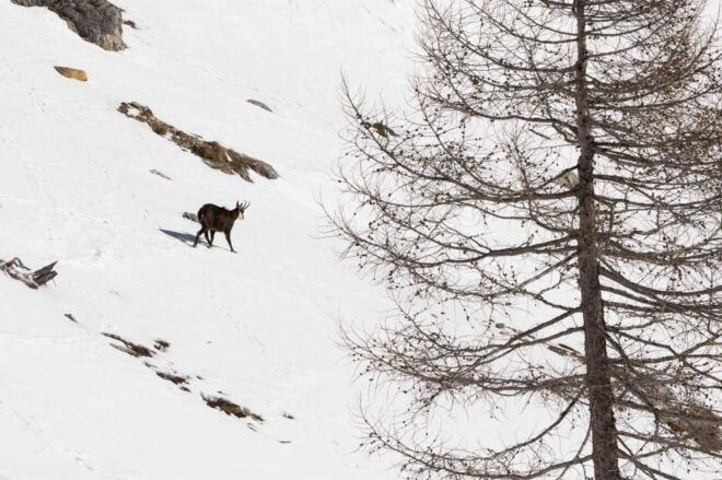 One Day Hike With Snowshoes to Discover Dolomites - Important Information